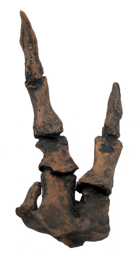 T-rex Adult Right Hand Fossil Cast Replica T.rex Trex