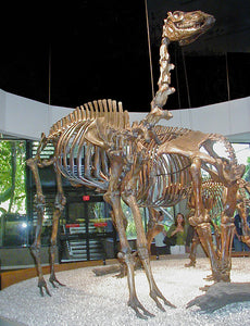 Camelops "Yesterday's Camel" skeleton cast replica