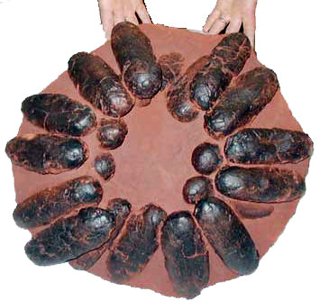 Oviraptor Dinosaur 20 Egg Nest Cast Replica Dinosaur Reproductions