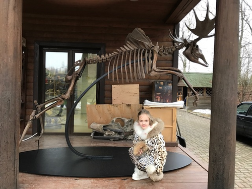 Acles spelea (Pleistocene gigantic Elk)