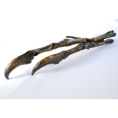 Albertosaurus hand cast replica reproduction dinosaur fossil cast Gorgosaurus