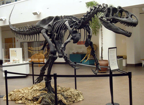 Allosaurus: Adult Allosaurus Skeleton cast replica
