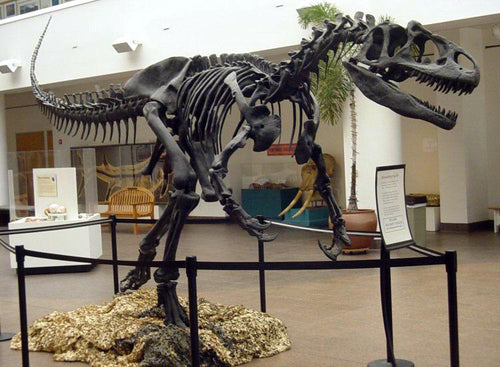 Allosaurus: Juvenile Allosaurus Skeleton cast replica