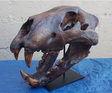 Load image into Gallery viewer, American Lion Skull Tapit Finish Cast Replica Reproduction