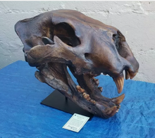 Load image into Gallery viewer, American Lion Skull Tapit Finish Cast Replica Reproduction