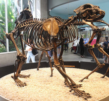 Load image into Gallery viewer, Bear: Arctodus Short Faced Bear skeleton fossil cast replica Updated 2023