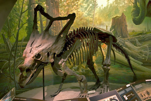 Chasmosaurus skeleton cast replica dinosaur