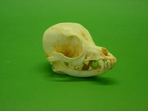 Chihuahua Dog Skull Cast Replica #2 Reproduction