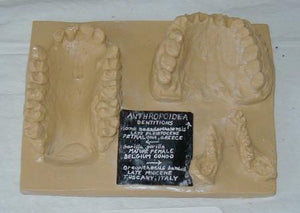 Hominid and hominoid Dental comparison set