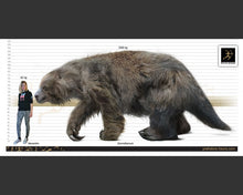 Laden Sie das Bild in den Galerie-Viewer, Eremotherium Ground Sloth claw cast replica