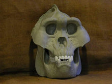 Load image into Gallery viewer, Gigantopithecus skull #2 Gigantopithecus blacki  Reconstruction