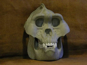 Custom painted: Gigantopithecus skull #2 Gigantopithecus blacki Reconstruction