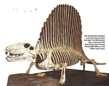 Charger l&#39;image dans la galerie, Dimetrodon skeleton cast replica