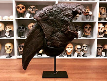 Laden Sie das Bild in den Galerie-Viewer, Eremotherium Ground Sloth claw cast replica with stand