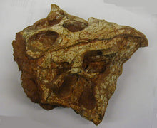Load image into Gallery viewer, Hongshanosaurus Skull Cast Replica