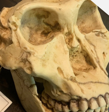 Load image into Gallery viewer, SK-48 Hominid skull cast replica