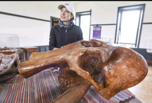 Cargar imagen en el visor de la galería, Mammoth Skull cast replica #1 with tusks Pleistocene. Ice Age