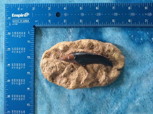Allosaurus Tooth in matrix #2 cast replica Dinosaur
