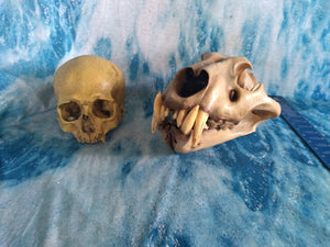 Cave lion skull cast replica 3