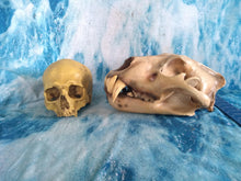 Cargar imagen en el visor de la galería, Cave lion skull cast replica 3