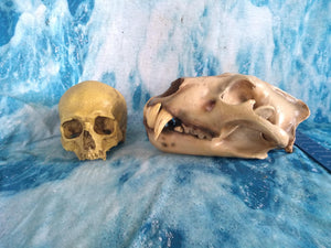 Cave lion skull cast replica 3