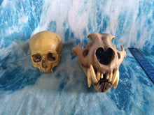 Cargar imagen en el visor de la galería, Cave lion skull cast replica 3