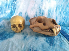 Cargar imagen en el visor de la galería, Cave lion skull cast replica 3