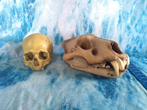 Cave lion skull cast replica 3