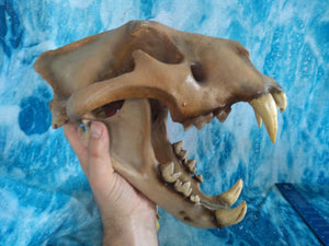 Cave lion skull cast replica 3