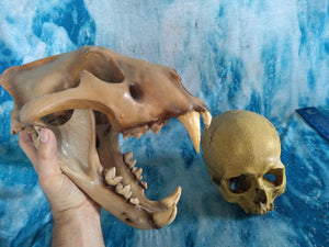 Cave lion skull cast replica 3