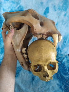 Cave lion skull cast replica 3