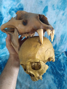 Cave lion skull cast replica 3