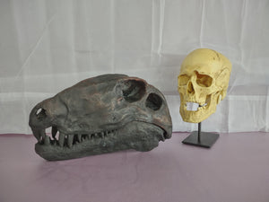 Dimetrodon skull cast replica #1