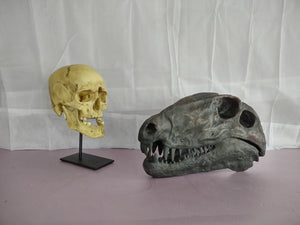 Dimetrodon skull cast replica #1