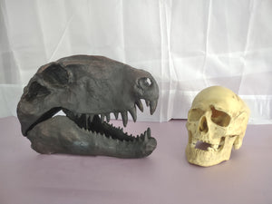 Dimetrodon skull cast replica #1