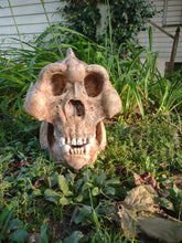 Load image into Gallery viewer, Gigantopithecus skull #2 Gigantopithecus blacki  Reconstruction