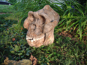 Gigantopithecus skull #2 Gigantopithecus blacki  Reconstruction