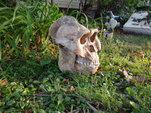 Load image into Gallery viewer, Gigantopithecus skull #2 Gigantopithecus blacki  Reconstruction