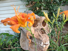 Load image into Gallery viewer, Gigantopithecus skull #2 Gigantopithecus blacki  Reconstruction