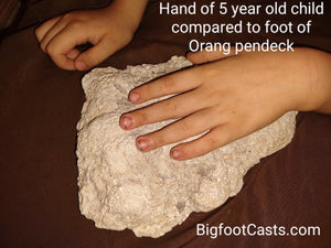 2013(?) Orang Pendek #5 footprint cast replica #5