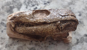 Captorhinus skull cast replicas set of 2