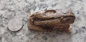 Captorhinus skull cast replica #1