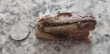 Load image into Gallery viewer, Captorhinus skull cast replicas set of 2