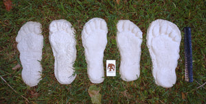 1982 Set of 5 Grays Harbor Hereford Bigfoot print casts replicas