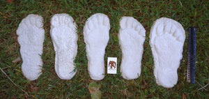 1982 Set of 5 Grays Harbor Hereford Bigfoot print casts replicas