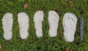 1982 Set of 5 Grays Harbor Hereford Bigfoot print casts replicas