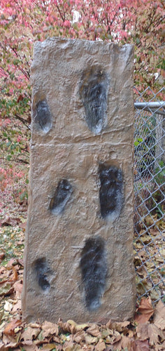 Laetoli Hominid Footprint tracks (6 tracks) impression casts