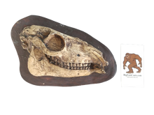 Load image into Gallery viewer, Mesohippus skull cast replica #3 Mesohippus fossil horse skull cast replica