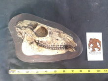 Load image into Gallery viewer, Mesohippus skull cast replica #3 Mesohippus fossil horse skull cast replica