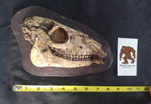 Load image into Gallery viewer, Mesohippus skull cast replica #3 Mesohippus fossil horse skull cast replica